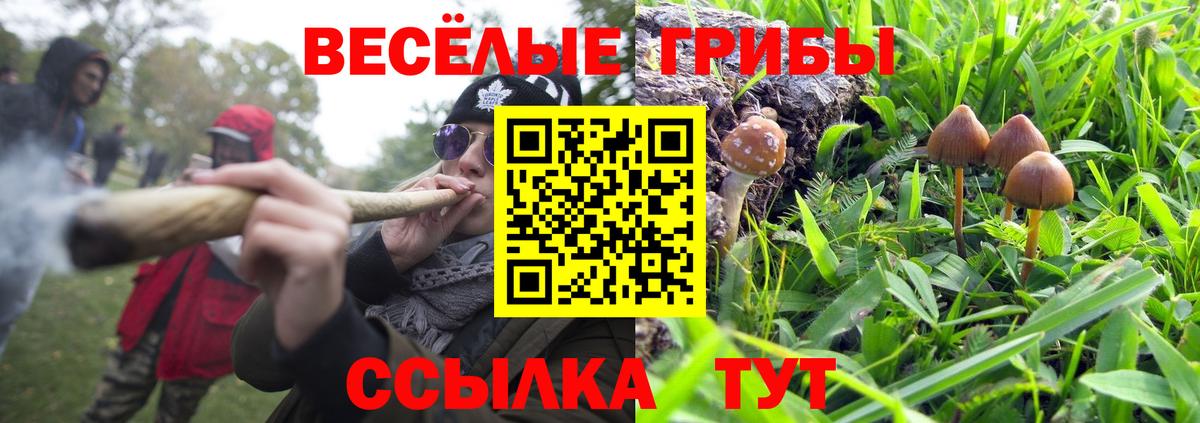 Псилоцибиновые грибы Psilocybe Малгобек